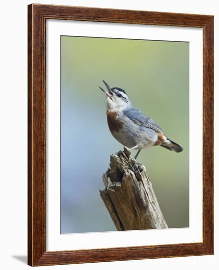 Kruper's Nuthatch in Pine Tree Calling-null-Framed Photographic Print