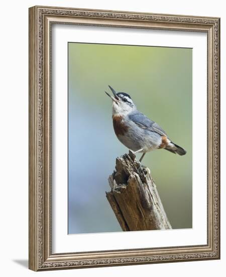 Kruper's Nuthatch in Pine Tree Calling-null-Framed Photographic Print