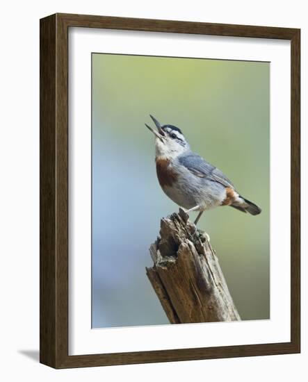 Kruper's Nuthatch in Pine Tree Calling-null-Framed Photographic Print