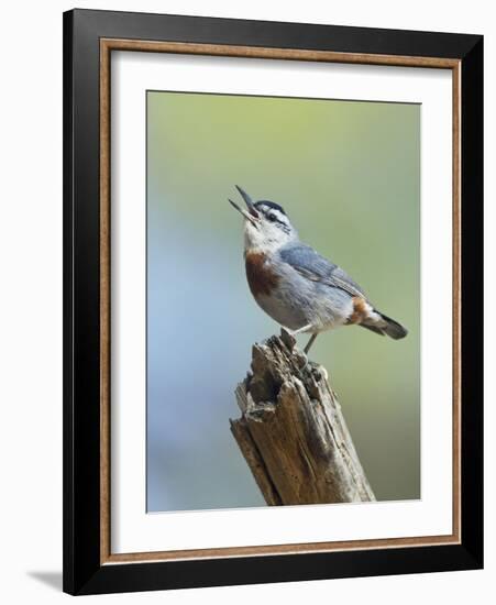 Kruper's Nuthatch in Pine Tree Calling-null-Framed Photographic Print