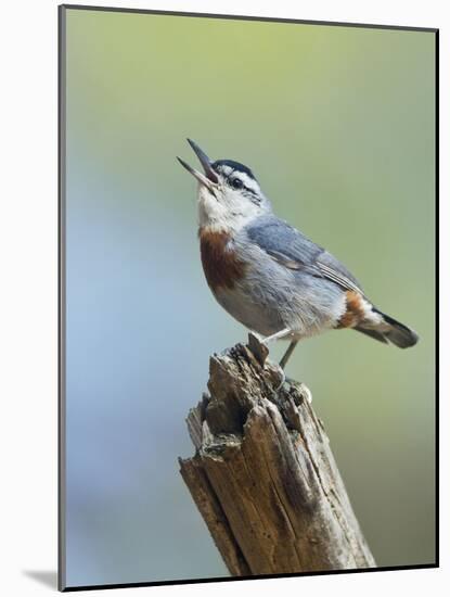 Kruper's Nuthatch in Pine Tree Calling-null-Mounted Photographic Print