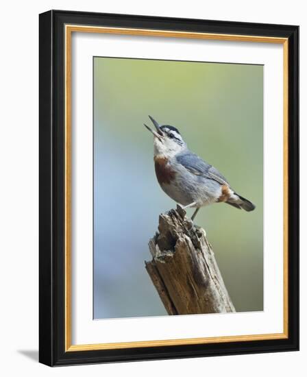 Kruper's Nuthatch in Pine Tree Calling-null-Framed Photographic Print