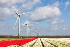 Field of Beautiful Colorful Tulips in the Netherlands-kruwt-Premier Image Canvas