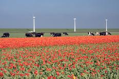 Dutch Landscape: A Dike with Windmills, Cows and Tulips-kruwt-Photographic Print