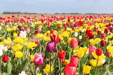 Field of Beautiful Colorful Tulips in the Netherlands-kruwt-Mounted Photographic Print