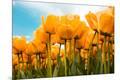 Photographic Print