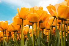 Big Dutch Colorful Tulip Fields with Wind Turbines-kruwt-Photographic Print