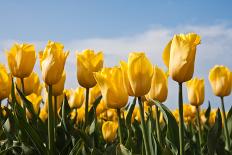 Big Dutch Colorful Tulip Fields with Wind Turbines-kruwt-Photographic Print