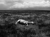 Horse Lying on Side in Field-Krzysztof Rost-Photographic Print