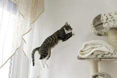 Jumping Cat.-Krzysztof Smejlis-Photographic Print