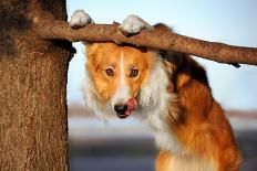 Cute Funny Dog Stucks Her Tongue-Ksuksa-Premium Photographic Print