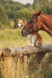 Two Dogs Playing With A Toy Together-Ksuksa-Photographic Print