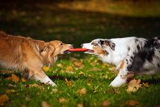 Red Border Collie Dog and Horse-Ksuksa-Photographic Print