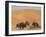 Kuchie Nomad Camel Train, Between Chakhcharan and Jam, Afghanistan, Asia-Jane Sweeney-Framed Photographic Print