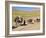 Kuchie Nomad Camel Train, Between Chakhcharan and Jam, Afghanistan-Jane Sweeney-Framed Photographic Print