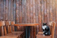 Black Cat Sitting on Chair in Outdoor Cafe.-kudla-Photographic Print