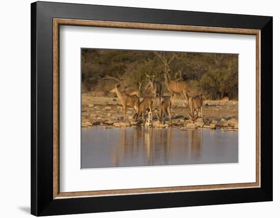 Kudo small grouping evening light waters edge, Etosha National Park-Darrell Gulin-Framed Photographic Print