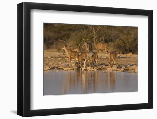 Kudo small grouping evening light waters edge, Etosha National Park-Darrell Gulin-Framed Photographic Print