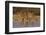 Kudo small grouping evening light waters edge, Etosha National Park-Darrell Gulin-Framed Photographic Print