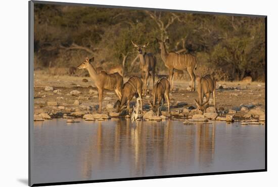 Kudo small grouping evening light waters edge, Etosha National Park-Darrell Gulin-Mounted Photographic Print