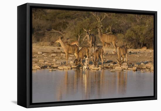 Kudo small grouping evening light waters edge, Etosha National Park-Darrell Gulin-Framed Premier Image Canvas