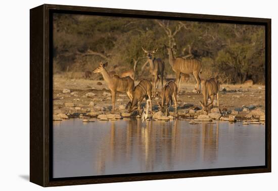 Kudo small grouping evening light waters edge, Etosha National Park-Darrell Gulin-Framed Premier Image Canvas