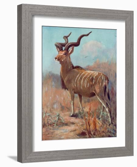 Kudu, Cuthbert Swan-Cuthbert Swan-Framed Art Print