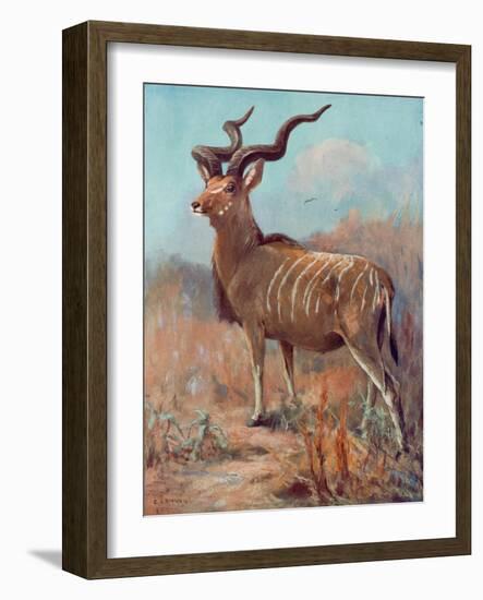 Kudu, Cuthbert Swan-Cuthbert Swan-Framed Art Print