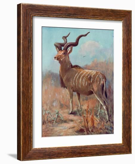 Kudu, Cuthbert Swan-Cuthbert Swan-Framed Art Print