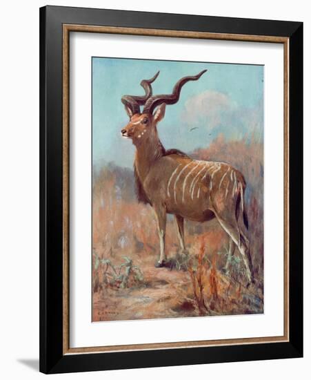 Kudu, Cuthbert Swan-Cuthbert Swan-Framed Art Print