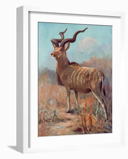 Kudu, Cuthbert Swan-Cuthbert Swan-Framed Art Print