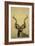 Kudu-James W Johnson-Framed Giclee Print