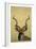 Kudu-James W Johnson-Framed Giclee Print