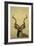 Kudu-James W Johnson-Framed Giclee Print