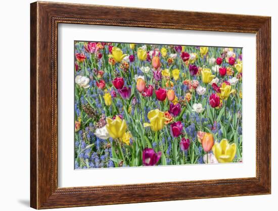 Kuekenhof Tulips I-Richard Silver-Framed Art Print