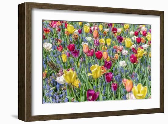 Kuekenhof Tulips I-Richard Silver-Framed Art Print