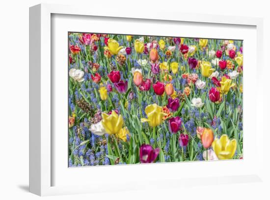 Kuekenhof Tulips I-Richard Silver-Framed Art Print