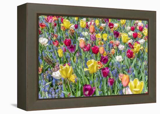 Kuekenhof Tulips I-Richard Silver-Framed Stretched Canvas