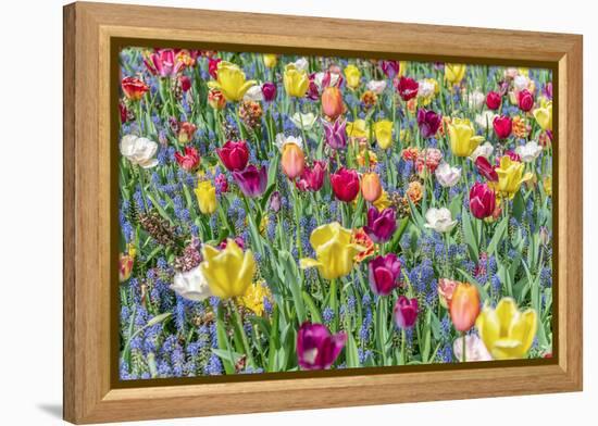 Kuekenhof Tulips I-Richard Silver-Framed Stretched Canvas