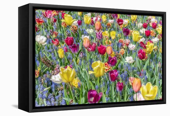 Kuekenhof Tulips I-Richard Silver-Framed Stretched Canvas