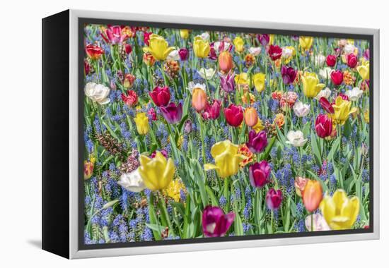 Kuekenhof Tulips I-Richard Silver-Framed Stretched Canvas