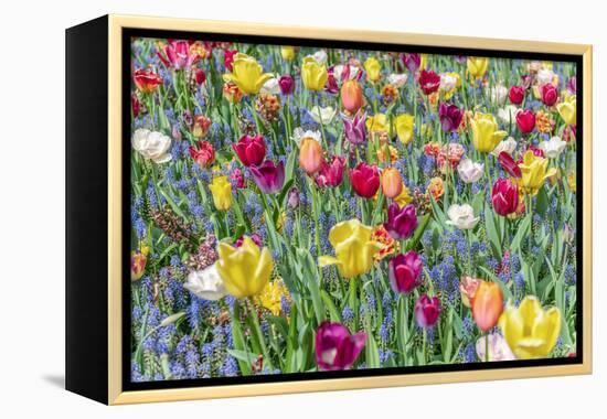 Kuekenhof Tulips I-Richard Silver-Framed Stretched Canvas