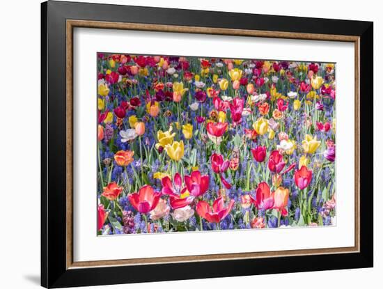 Kuekenhof Tulips II-Richard Silver-Framed Art Print