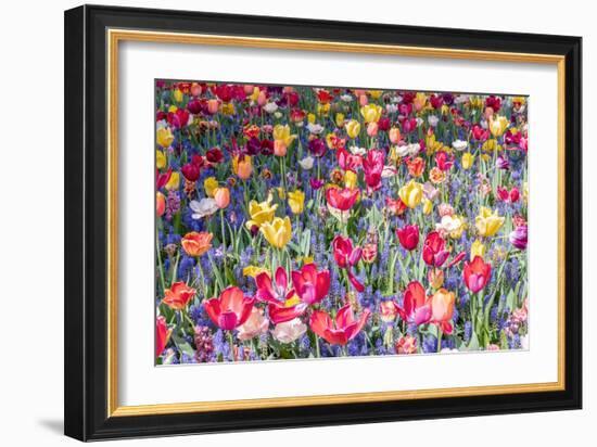 Kuekenhof Tulips II-Richard Silver-Framed Art Print