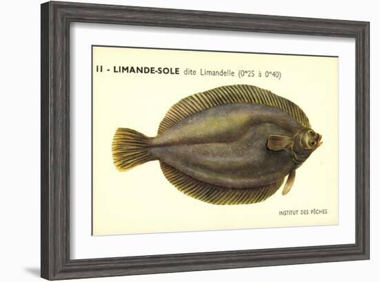 Künstler Fische, Institut Des Peches, Limande Sole Dite Limandelle, Flunder-null-Framed Giclee Print
