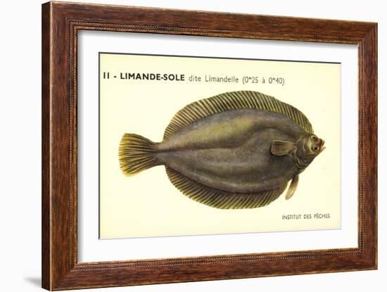 Künstler Fische, Institut Des Peches, Limande Sole Dite Limandelle, Flunder-null-Framed Giclee Print