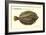 Künstler Fische, Institut Des Peches, Limande Sole Dite Limandelle, Flunder-null-Framed Giclee Print