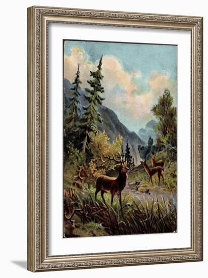 Künstler Hirsche Im Wald, Trinken Am Wasserlauf, Gebirge-null-Framed Giclee Print