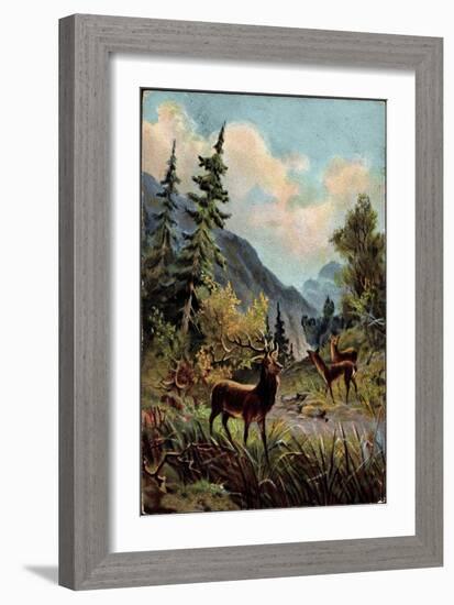 Künstler Hirsche Im Wald, Trinken Am Wasserlauf, Gebirge-null-Framed Giclee Print