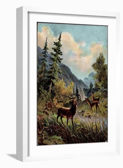 Künstler Hirsche Im Wald, Trinken Am Wasserlauf, Gebirge-null-Framed Giclee Print